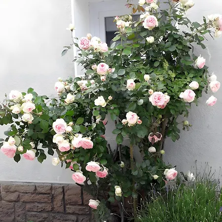 Les Du Circuit לינה וארוחת בוקר Laigne-en-Belin